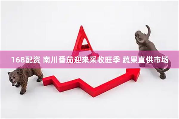 168配资 南川番茄迎来采收旺季 蔬果直供市场